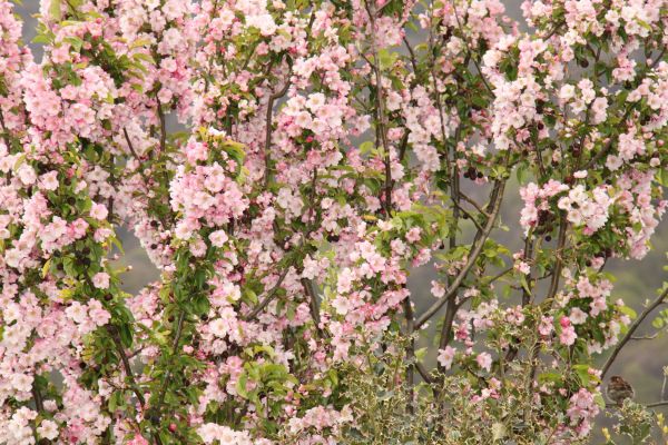 3._Le_jardin