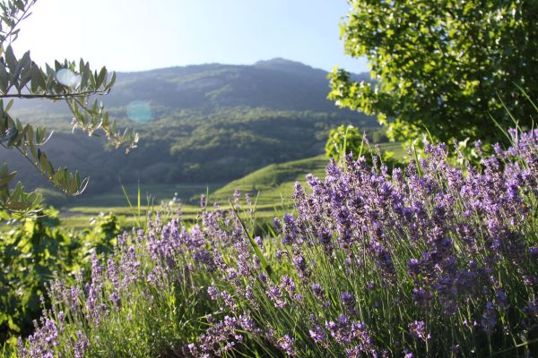 4._Le_Jardin