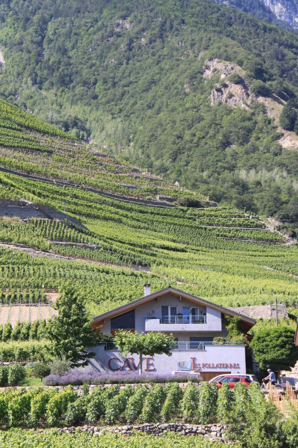 5._La_cave_au_milieu_des_vignes